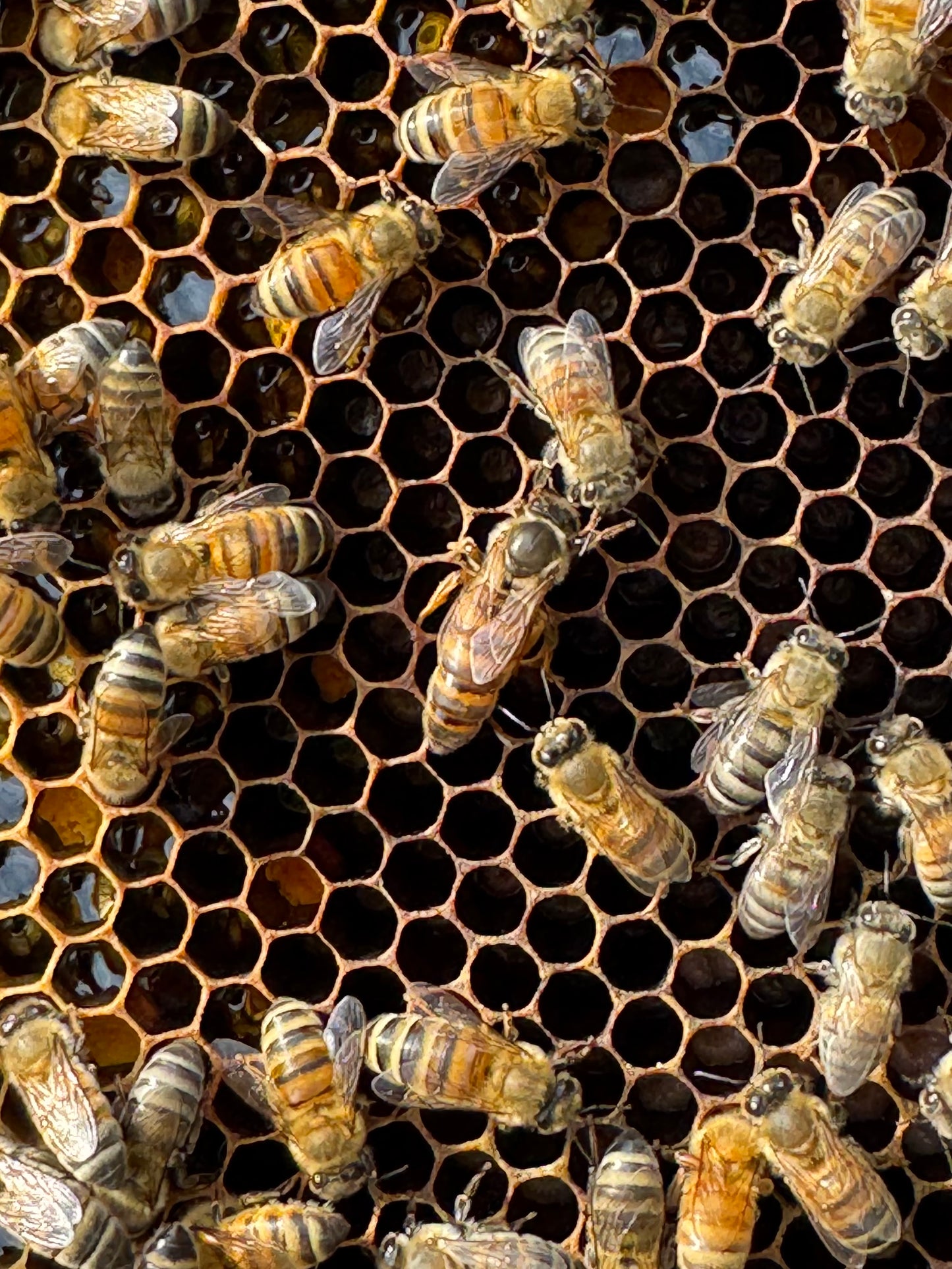 5 Frame Nucleus Colony