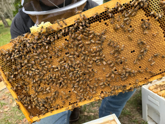 5 Frame Nucleus Colony